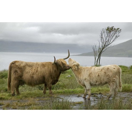 Scotland, Highland cows courting and grooming